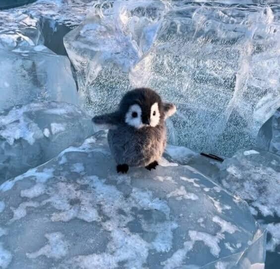 ペンギンの日??