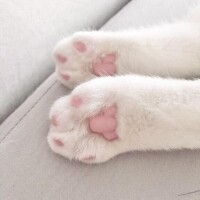 まゆ