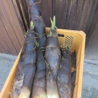 つぐみ