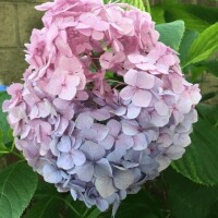 つぐみ