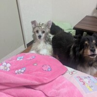 あのん