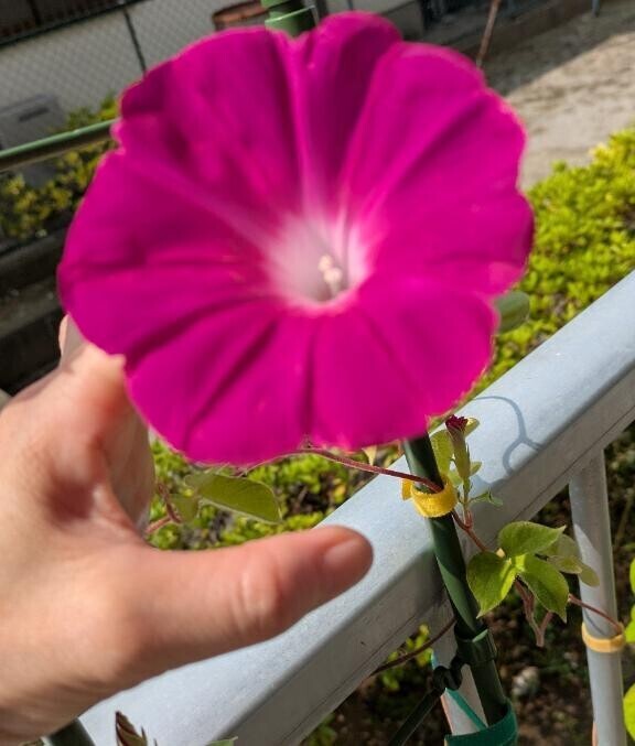 今朝の