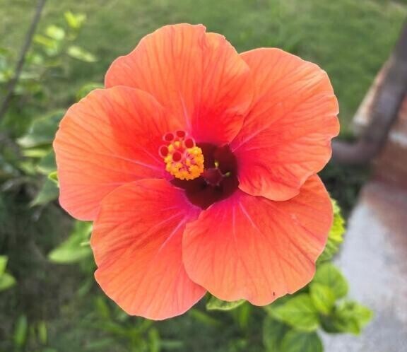 は、ん、の、う