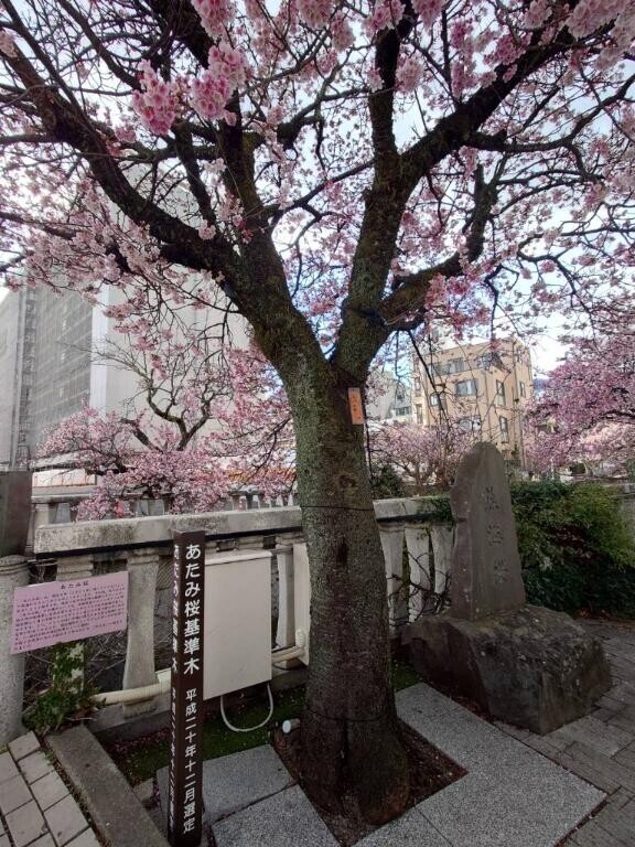 桜♪