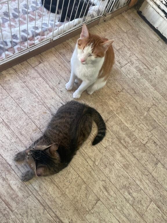 今日行きます( * ?? ?*)