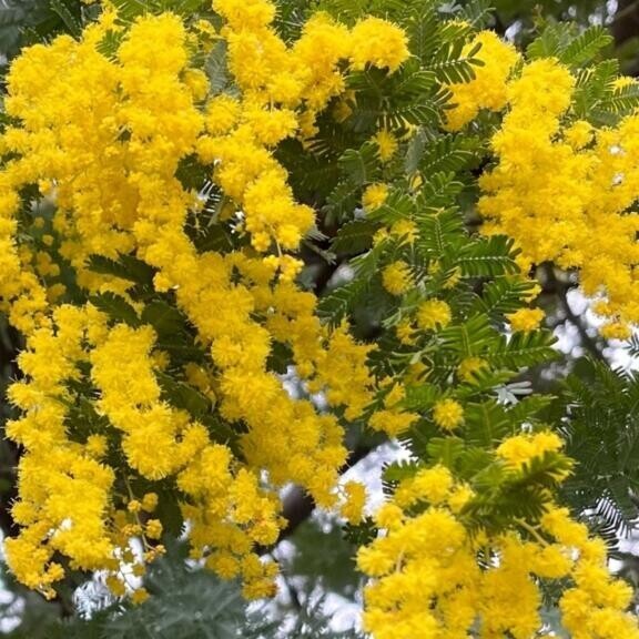 ミモザのリース