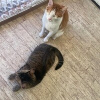 しゅな