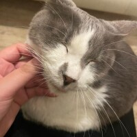 しゅな