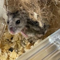 ゆきな