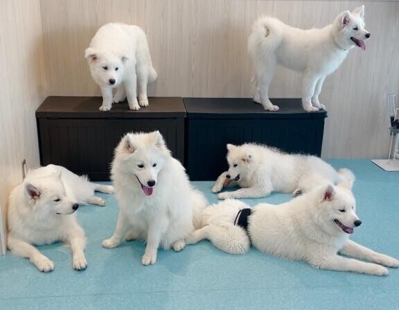サモエド🐶