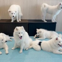 ここ