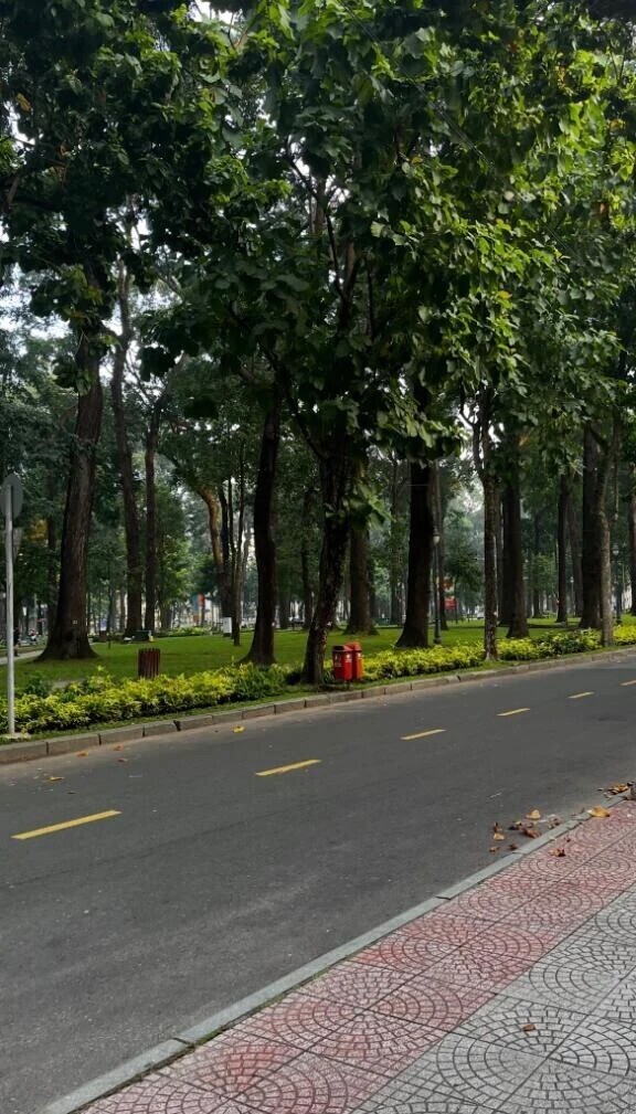 花粉が舞います🌲