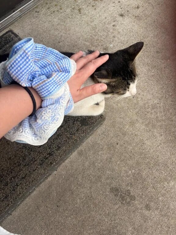 招き猫ちゃん🐈
