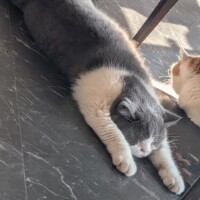 はな