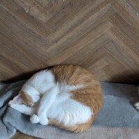はな