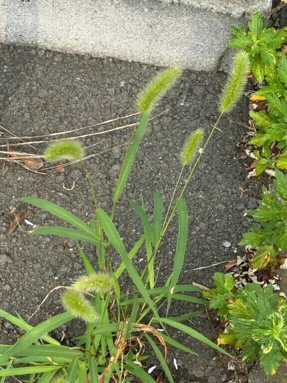 今日から！