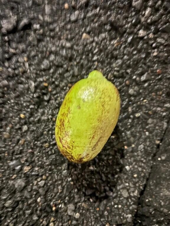 台風の七不思議