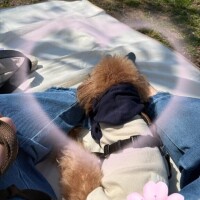 せら
