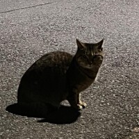 りん