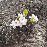 りん