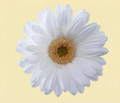 チェンソーマンもう一回見たくてぇ😭