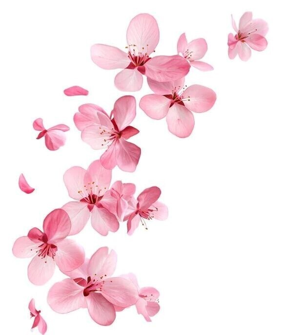 待機中です🌸