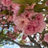 あに