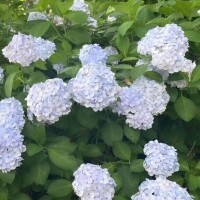 こはく
