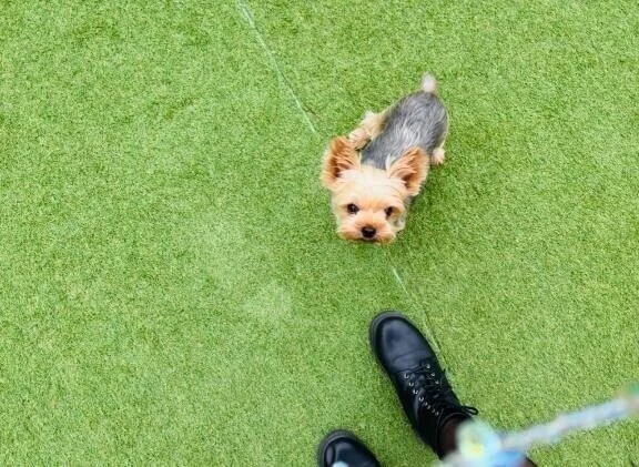 犬は裏切らない　笑