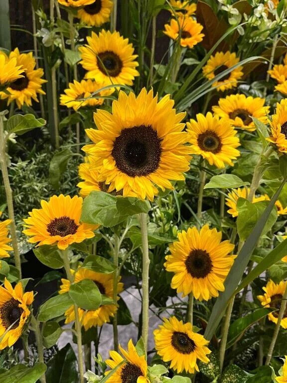 🌻