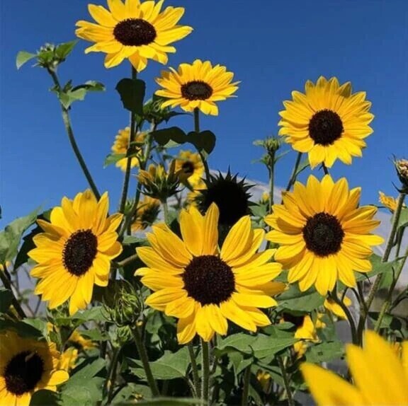 ⭐︎⭐︎