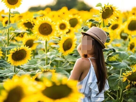 🌻🌻🌻