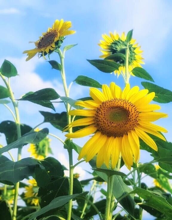おはよう🐈🌻