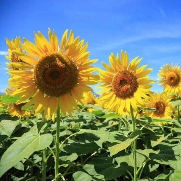 夏空🌻