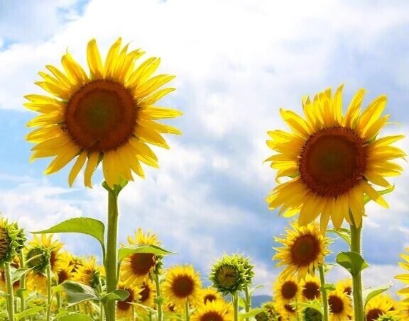 夏の思い出🌻