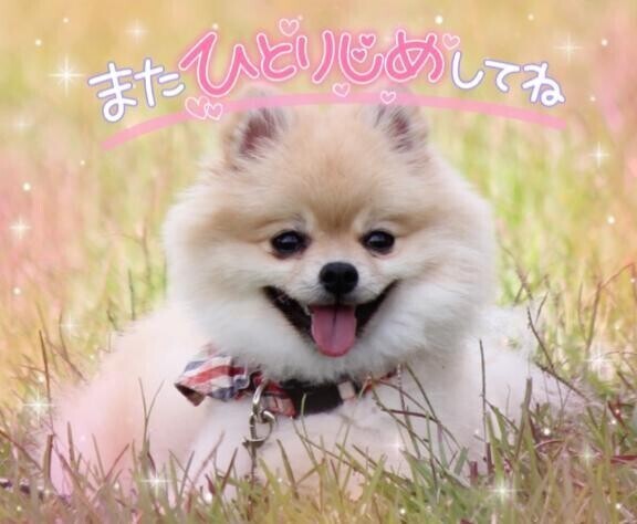 ポメラニアンのお兄さんへ🐶🌸