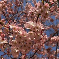 森えみり