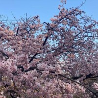 桐野みのり