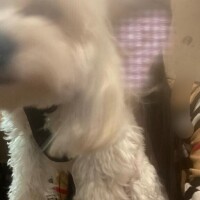 星野みひろ