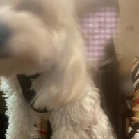 星野みひろ