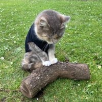 小島ちほ