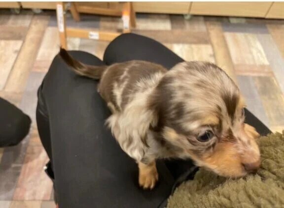 🩷今日のワンコ🩷