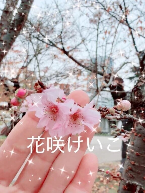 10月桜🌸花咲く(日記内の写真もぜひ)