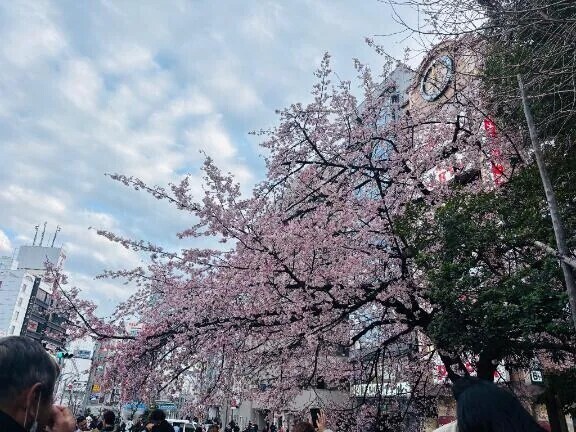もう桜‥‥🌸
