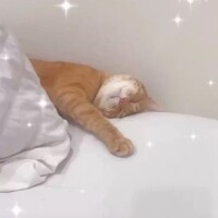 遠藤かれん