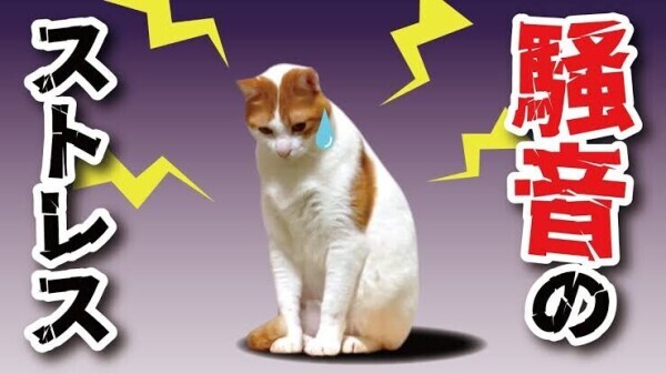 騒音(´ºωº｀)