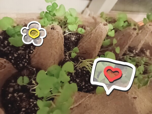 ミニミニ