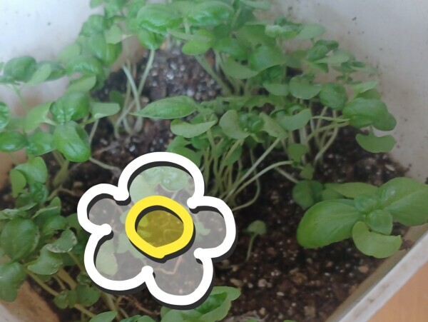 食べちゃいたい🌱