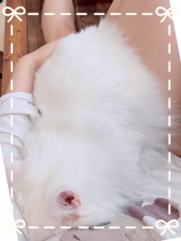 猫より甘えに来る??