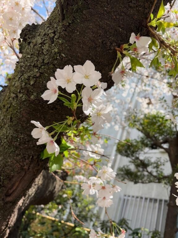 桜参り?